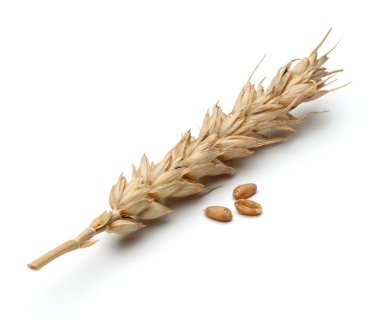 Beyaz buğday kulak