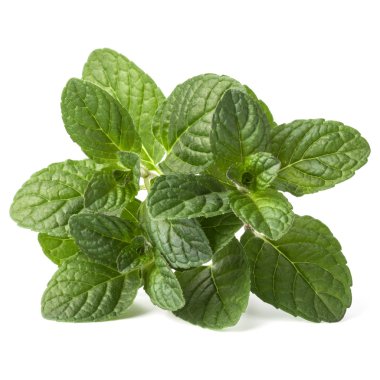 Taze nane yaprakları