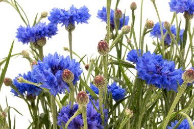 Taze mavi cornflowefs