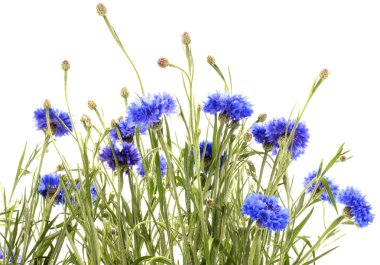 Taze mavi cornflowefs