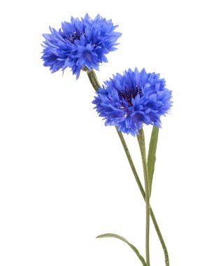 iki mavi cornflowefs