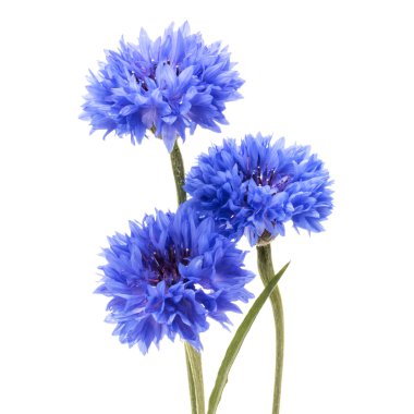 üç mavi cornflowefs