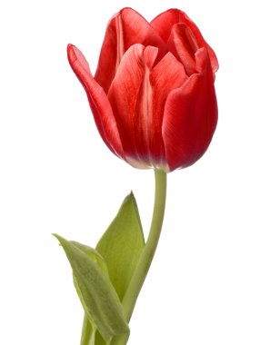 kırmızı lale çiçek
