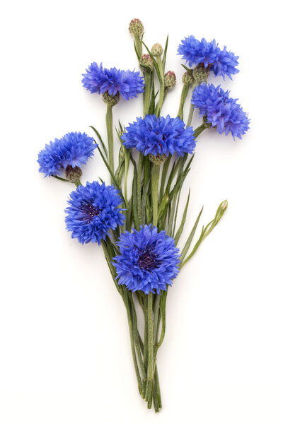 Свежие голубые кукурузные нитки
