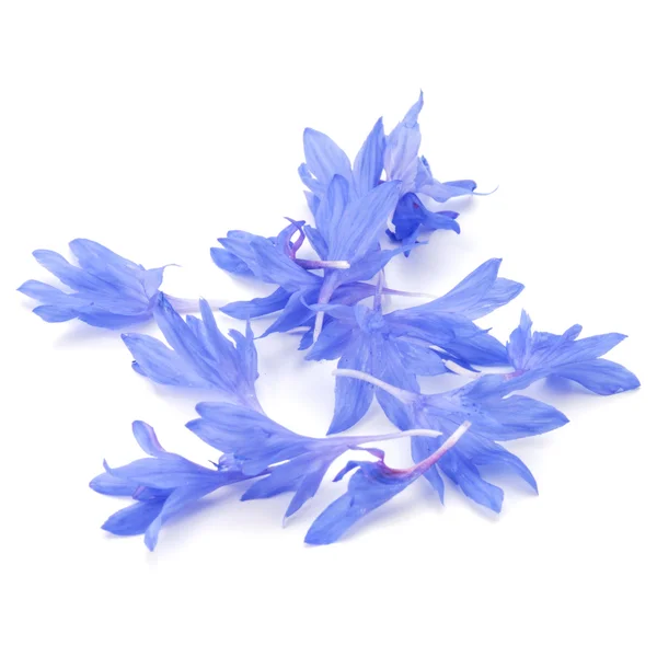 Blue Cornflower petals — Stock Photo, Image