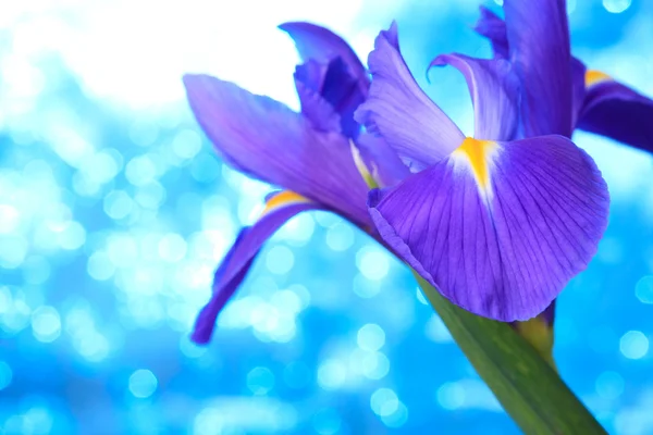 Fiore di iride blu — Foto Stock