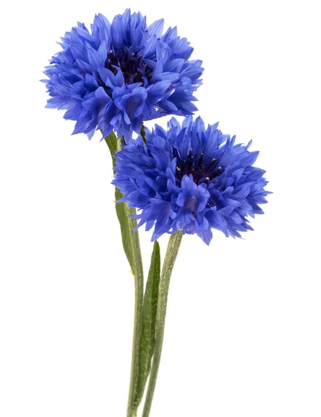 Twee blauwe cornflowefs — Stockfoto