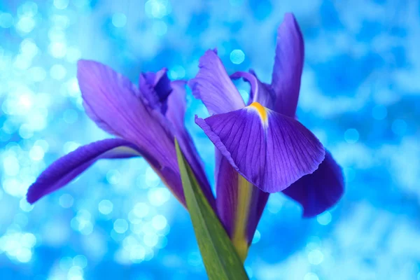 Flor da íris azul — Fotografia de Stock