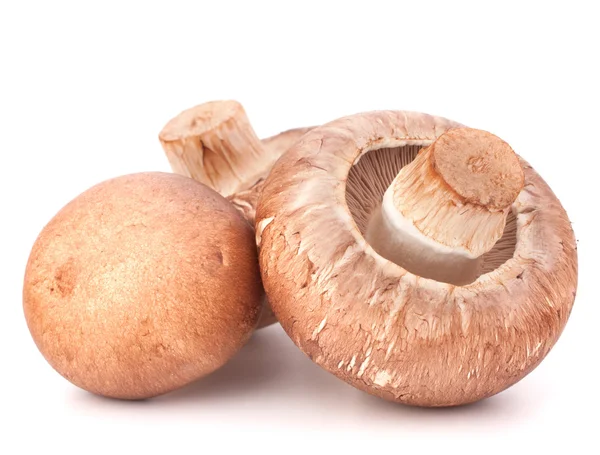 Brązowe grzyby Champignon — Zdjęcie stockowe