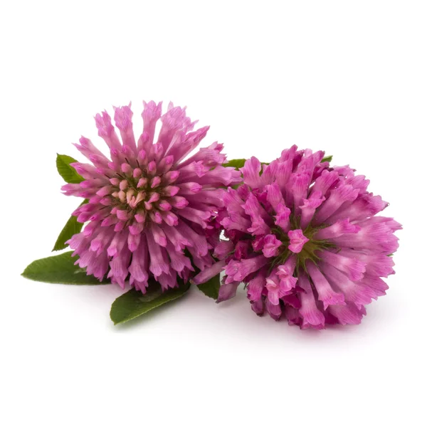 핑크 클로버 꽃 — 스톡 사진