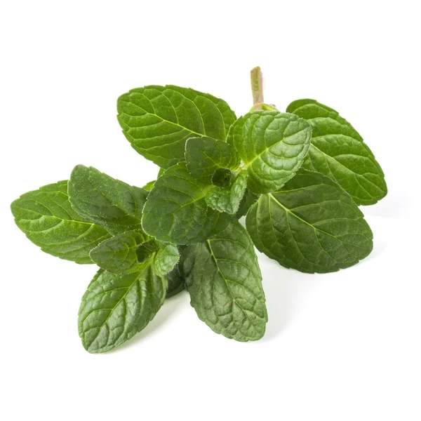 Fresh mint leaves — Stock Photo, Image