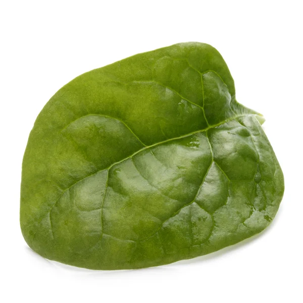 Foglia di spinaci — Foto Stock