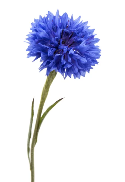 Cornflower azul fresco — Foto de Stock