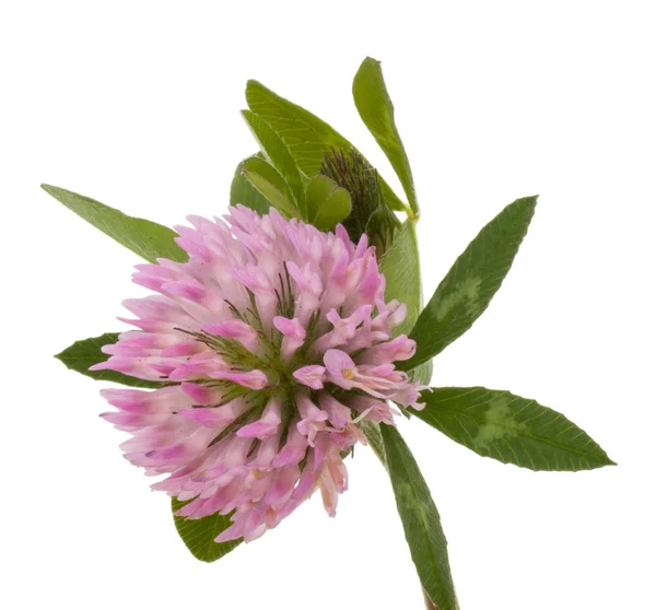 Roze klaver bloem — Stockfoto