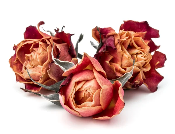Gedroogde roze bloemen — Stockfoto