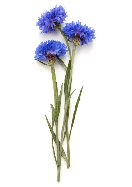 Drie blauwe cornflowefs — Stockfoto