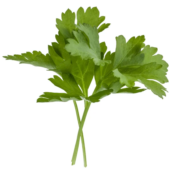 Herb Parsley Segar — Stok Foto