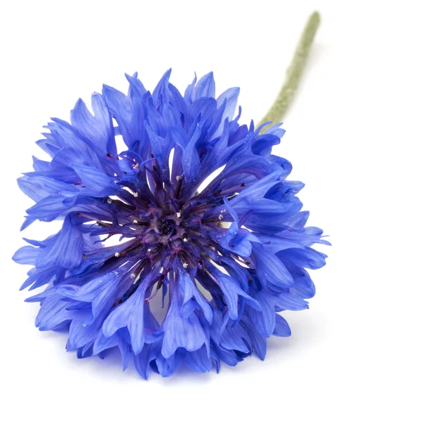 Flor de milho azul fresco — Fotografia de Stock