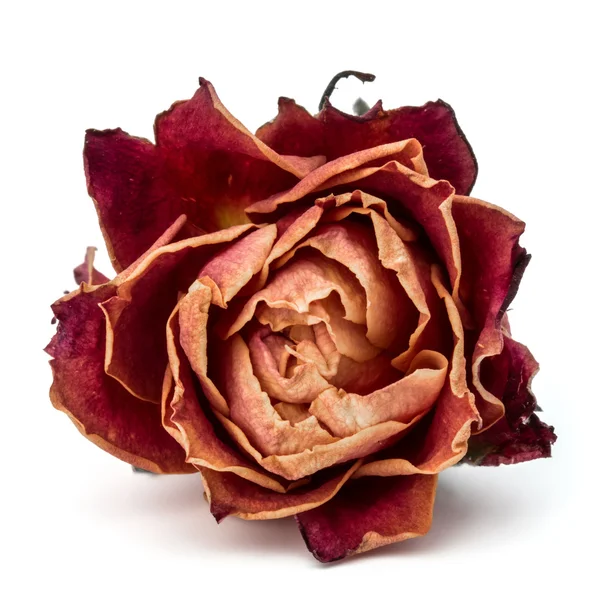 Gedroogde rose bloem — Stockfoto