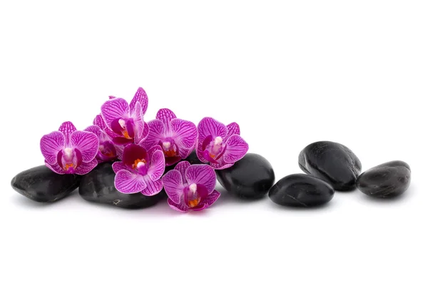Дзен галька и цветы орхидеи — стоковое фото