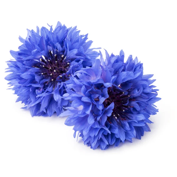 Fresh blue cornflowefs — Stock Photo, Image