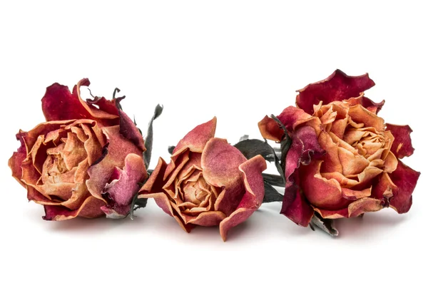 Suszone kwiaty róży — Zdjęcie stockowe