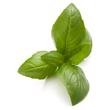 taze fesleğen yaprağı