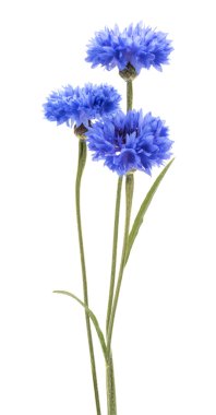 iki mavi cornflowefs