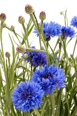 Taze mavi cornflowefs