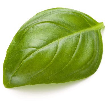 taze fesleğen yaprağı