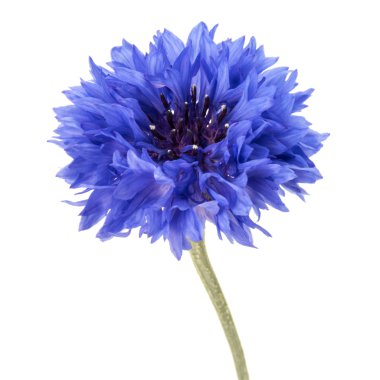 Taze mavi Peygamber Çiçeği 