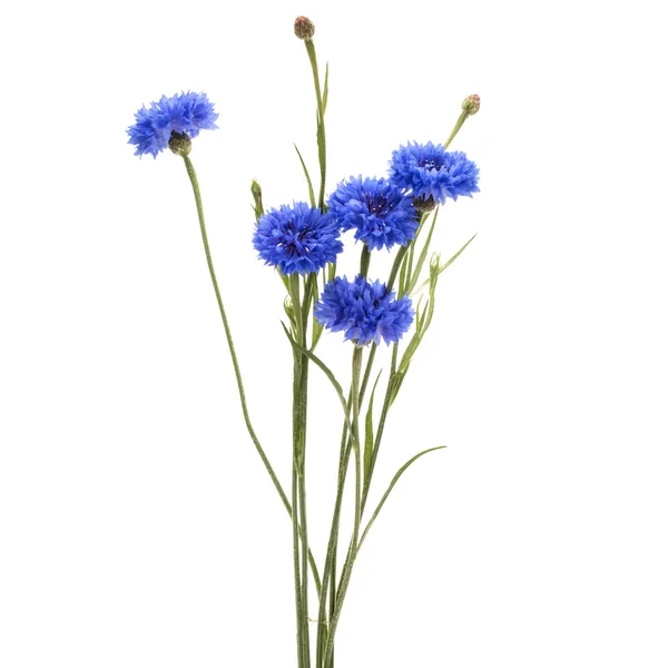 Verse blauwe cornflowefs — Stockfoto