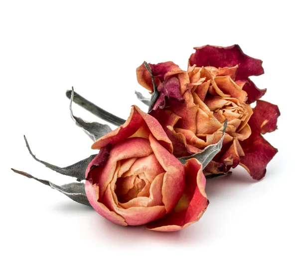 Dried rose flowers — Stock Photo, Image