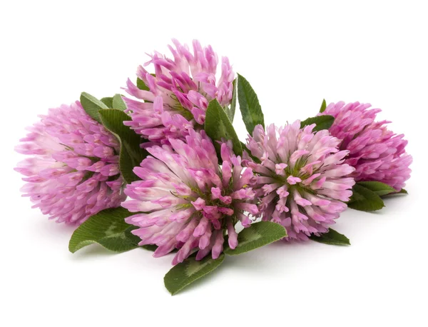 핑크 클로버 꽃 — 스톡 사진