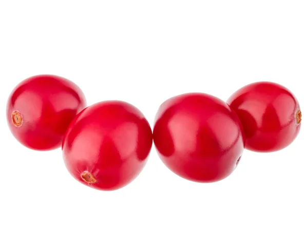 Baru matang cranberry — Stok Foto