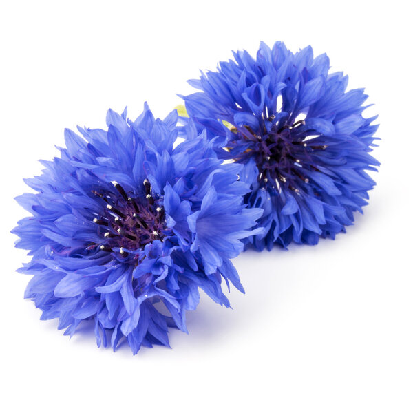 два синих кукурузных цветка
