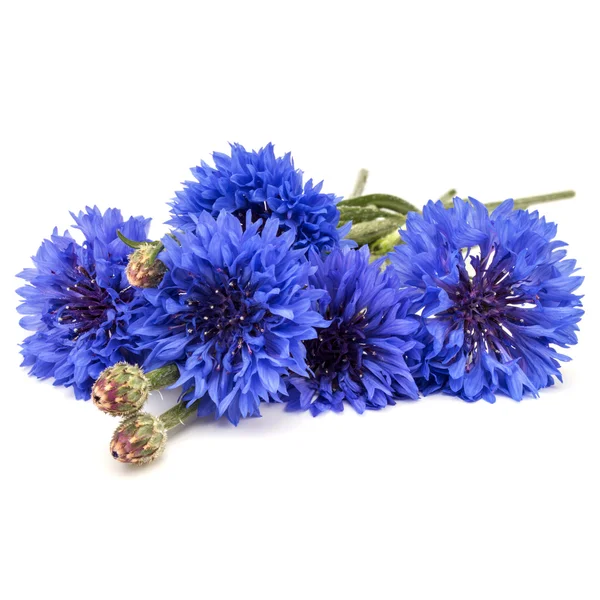 鲜蓝色的矢车菊 — 图库照片