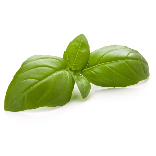 Fresh basil leaves — Stock Photo, Image