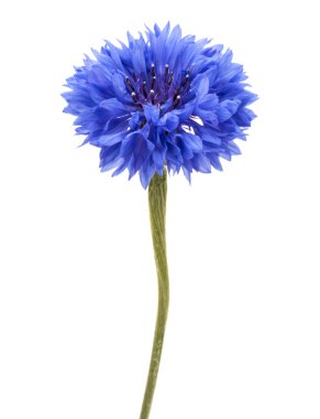 Mavi Peygamber Çiçeği Herb 