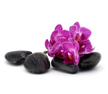 Zen çakıl ve orkide çiçekleri