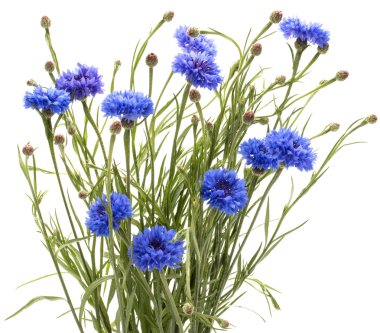 Bekarlığa veda düğmesini çiçekler