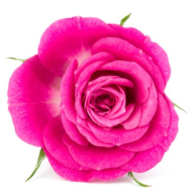 pembe gül çiçeği