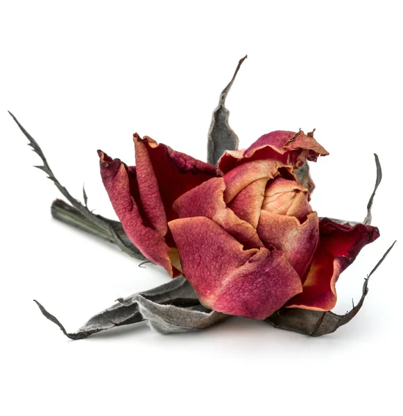 Dried rose flower head — Stock Photo, Image