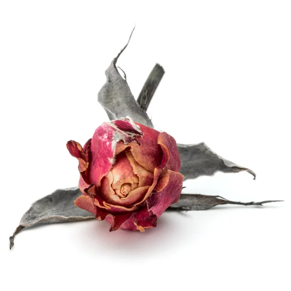 Cabeza de flor de rosa seca —  Fotos de Stock