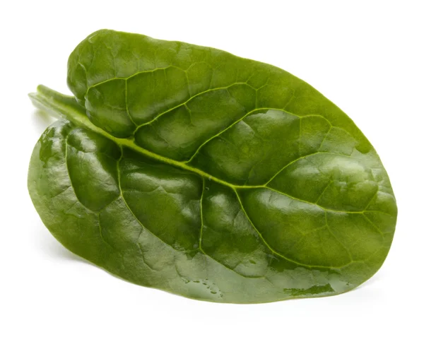 Baby spinach leaf — Stock Photo, Image