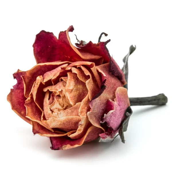 Gedroogde rose bloem-hoofd — Stockfoto