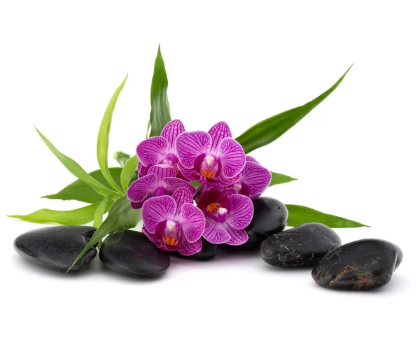 Calhaus e flores de orquídeas de zen — Fotografia de Stock