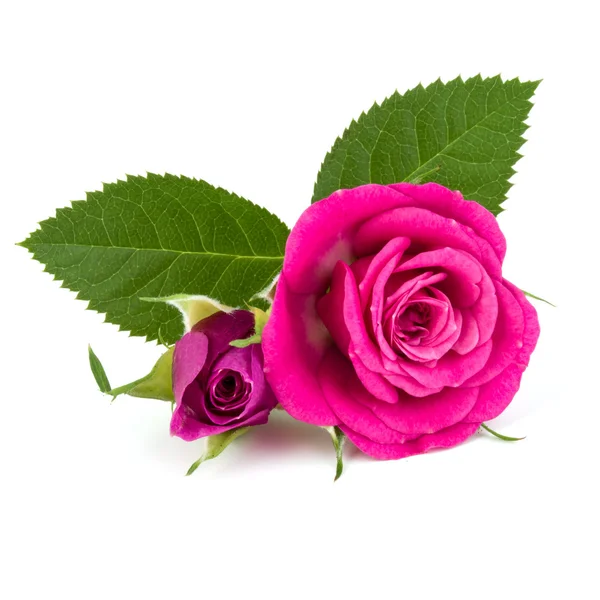 Frische rosa Rosen — Stockfoto