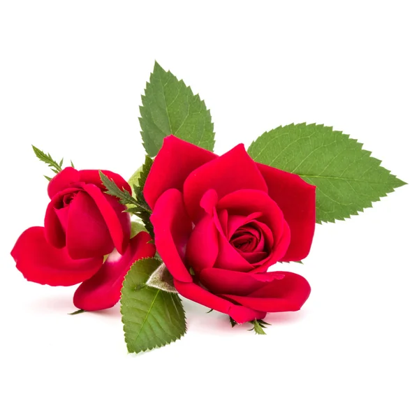 Rose rosse fresche — Foto Stock