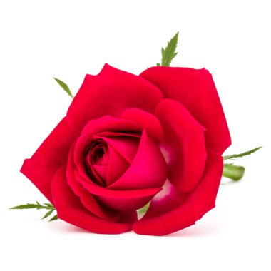 kırmızı gül çiçek